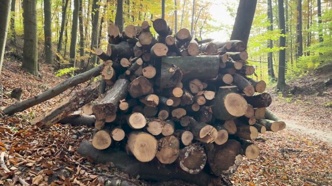 一堆砍伐的树木，森林中堆放的木材，非法森林破坏。