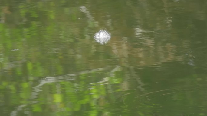 水面漂着鸟的绒羽