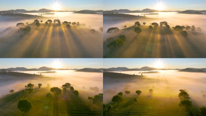 清晨唯美茶山风光