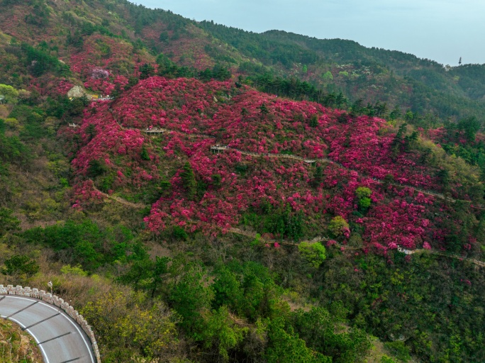 武汉黄陂木兰云雾山景区杜鹃花海航拍延时3