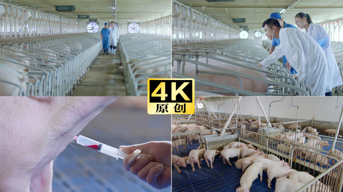 养殖场兽医工作 猪场 抽血 养殖繁育