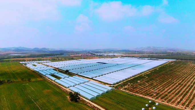 辣椒 现代化 蔬菜基地