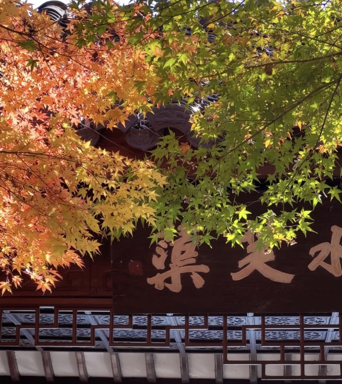 竖屏 杭州西湖绿水芙蕖枫叶