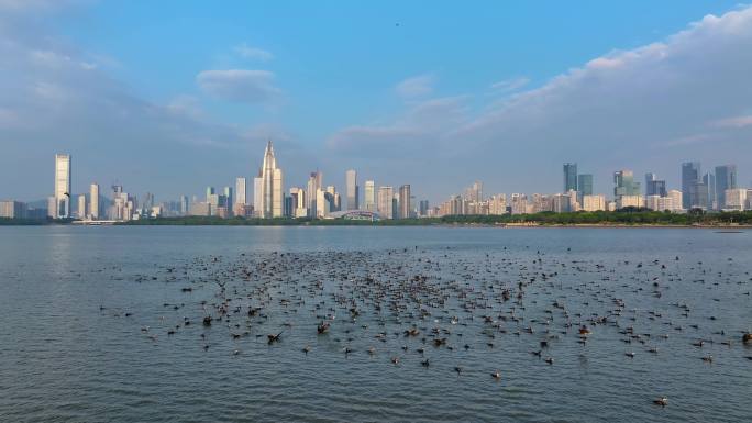 深圳湾鸬鹚