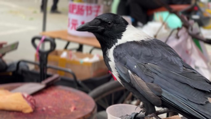 乌鸦鸦科大型鸟类人与动物和谐世界鸟类与人