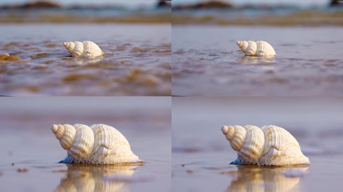 海边海螺贝壳