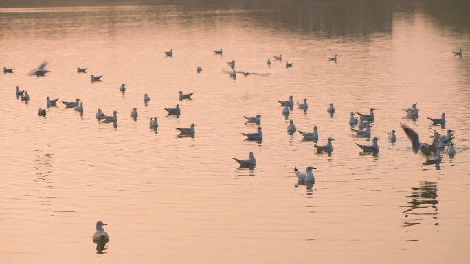 宁夏银川红嘴鸥1