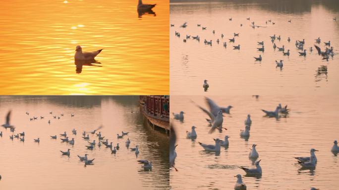 宁夏银川红嘴鸥1