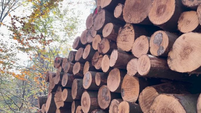 一堆砍伐的树木，森林中堆放的木材，非法森林破坏。