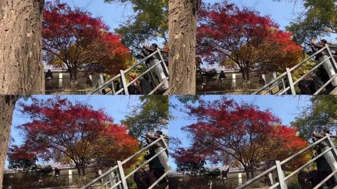 航拍陕西西安地标纺织城公园深秋红枫叶