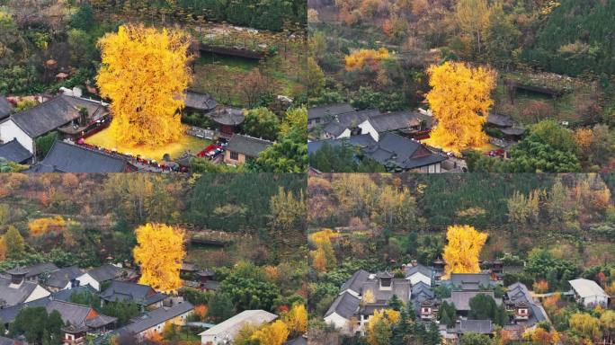 陕西西安秋天古观音禅寺千年银杏树航拍