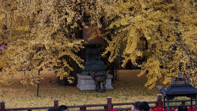 航拍陕西西安地标古观音禅寺深秋千年银杏树