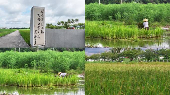 杂交水稻海南基地（袁隆平教授题词）