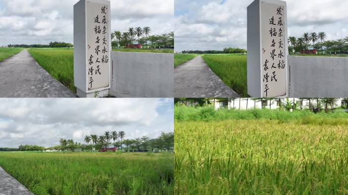 杂交水稻海南繁育基地