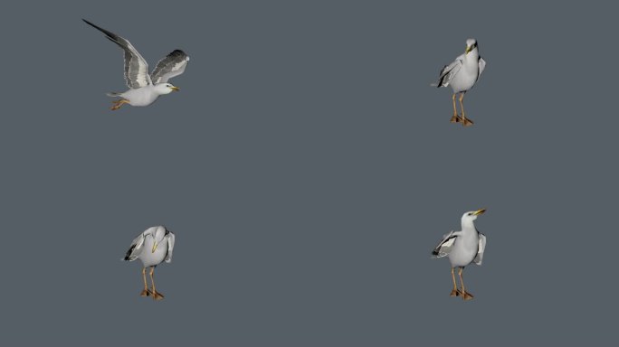 海鸥C4D动画骨骼绑定动画3d模型鸟类