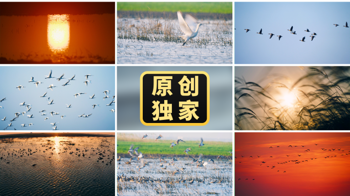 湿地候鸟夕阳飞鸟鸟群迁徙生态水鸟大雁白鹭