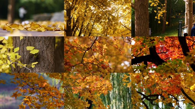 秋天落叶秋分金秋深秋秋天秋色秋叶秋意浓