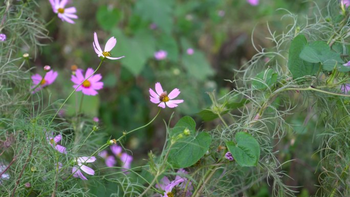 月见草粉花月见草秋英大波斯菊黄秋英黄芙蓉