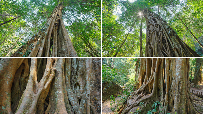热带雨林绞杀现象