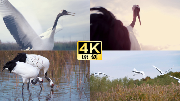 丹顶鹤夕阳下唯美画面