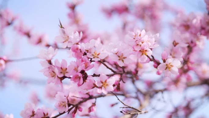 桃花