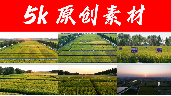 水稻田间管理 水稻科学种植 农业科研