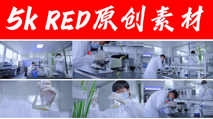 农业实验室 水稻科研 育种 农业专家