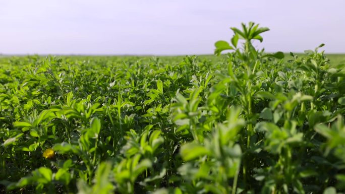 在农场上种植绿色饲料以喂养牛。