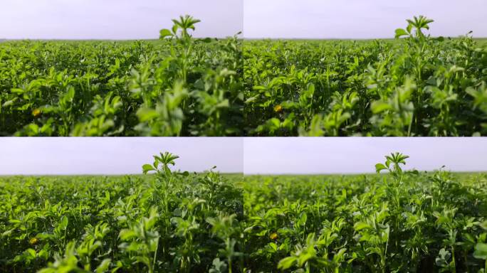 在农场上种植绿色饲料以喂养牛。