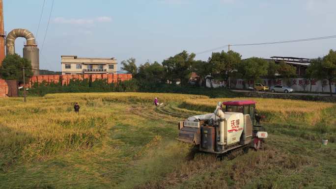 秋季收割稻田收割丰收季节DJI_0179