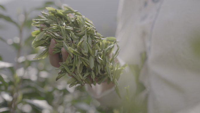 杭州龙井山采茶泡茶9