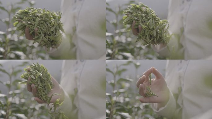 杭州龙井山采茶泡茶9