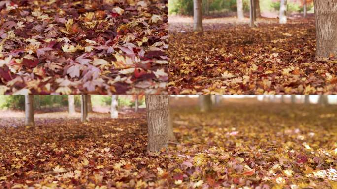 落叶秋天的落叶