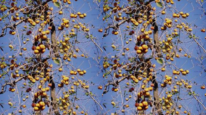 北京公园柿子树 北京的秋天