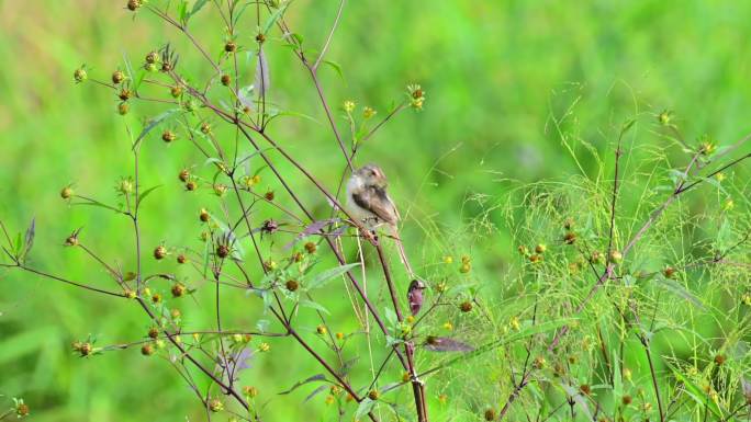 黄腹山鳥莺梳理羽毛