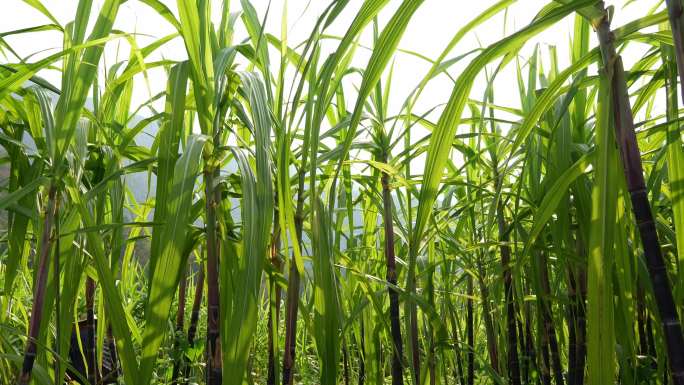 果蔗种植 黑皮甘蔗林 实拍农作物 4K