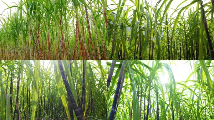 果蔗种植 黑皮甘蔗林 实拍农作物 4K
