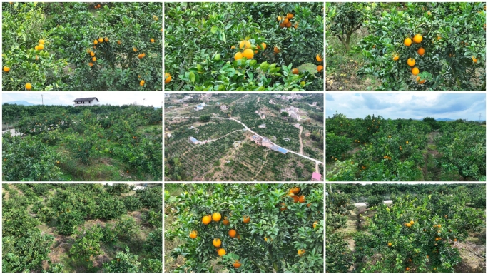 江西赣南脐橙果园航拍合集