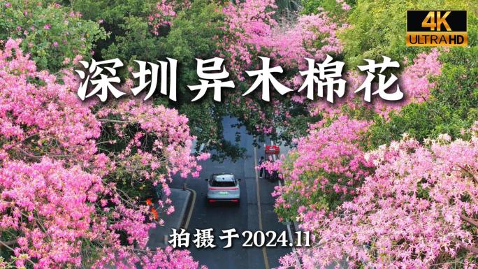 行道树异木棉花盛开航拍合集