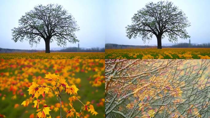 一棵树的春夏秋冬