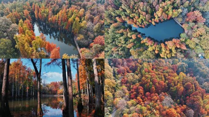 2024波尔登森林公园秋景
