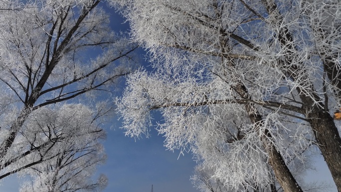 雾凇雾柳特写摇镜头