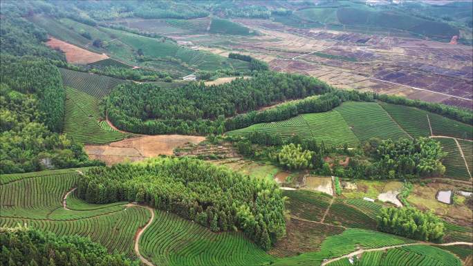 福建茶园 茶山红茶种植茶叶梯田武夷山红茶