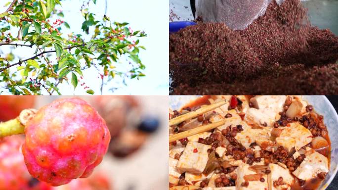 花椒采摘 花椒收获 花椒丰收