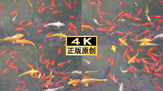 锦鲤游动鲤鱼金鱼戏水鱼池