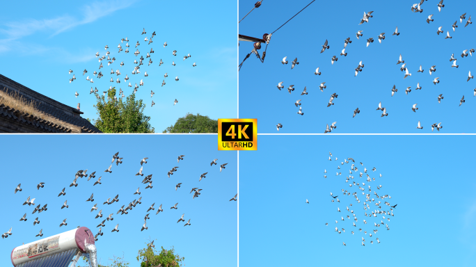 鸽子飞翔 胡同鸽子