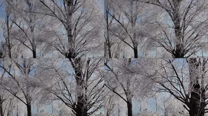 雾柳特写241122 (1)