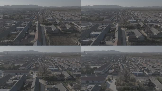 航拍威海市文登区泽头岛集村银杏树冬季景观