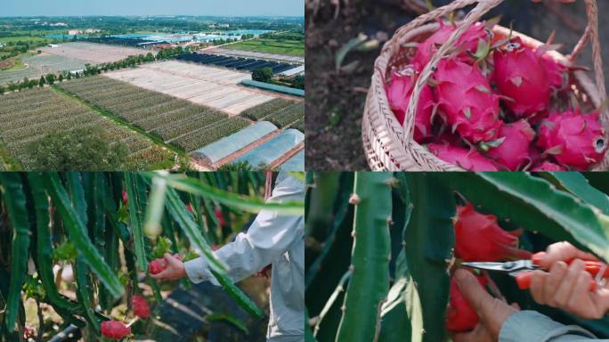 4K火龙果采摘种植果农果园大棚