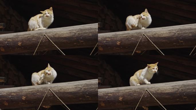 4K老房子横梁上猫